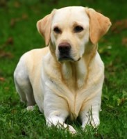 /album/animais-e-tudo-mais-/raca-de-cachorros-5-jpg/